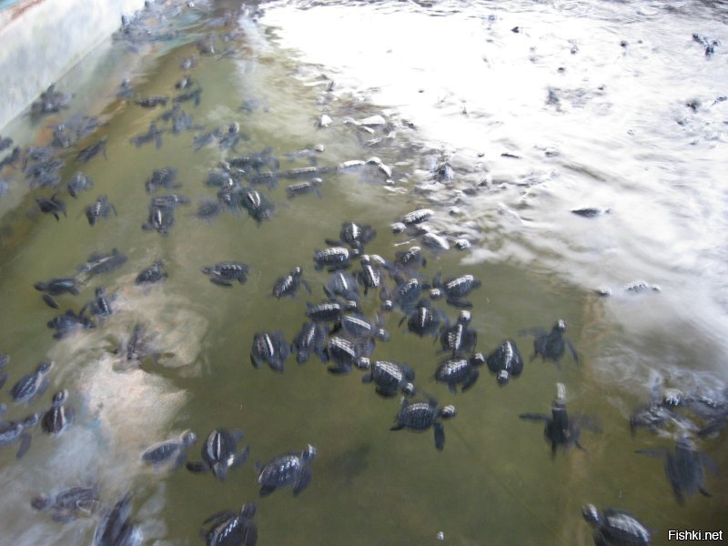 Удивительные кадры: гнездование 64 тысяч зеленых черепах