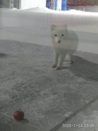 Толи дело песцы! Точно не затопчут!
Новый Уренгой, заправка в городе.