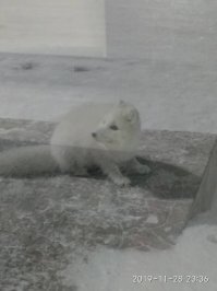 Толи дело песцы! Точно не затопчут!
Новый Уренгой, заправка в городе.