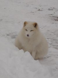 Вот это полный песец