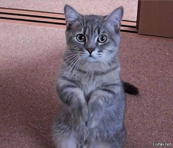 Они это умеют )