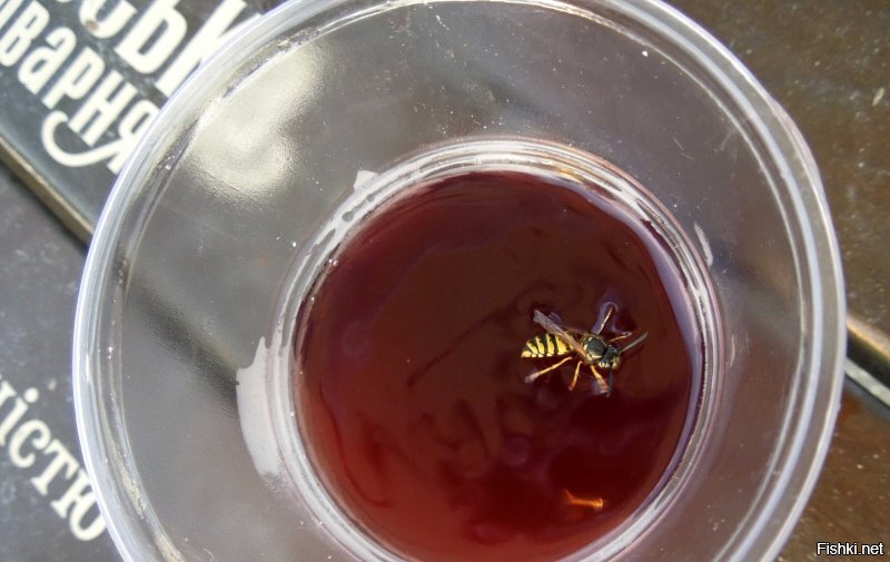 Почему осы становятся летом агрессивными: во всем виноват алкоголь