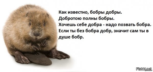 Всем бобра утреннего