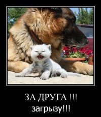 Прикольные и смешные картинки