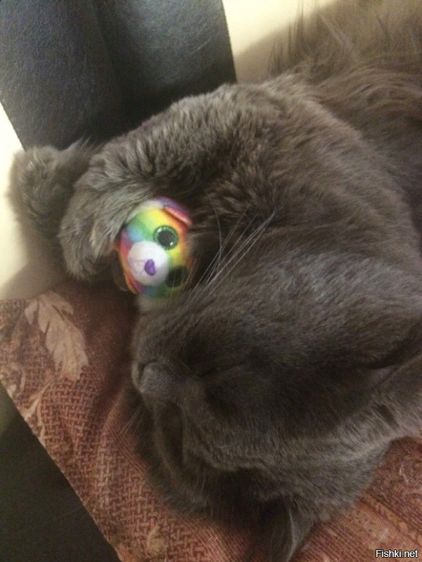 Вчера этого вредину купали. Думал без рук останусь. Ругался на своём кошачьем, потом спал без задних лап.