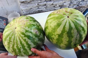 "мальчик"-"девочка" определяется по "попке": если пятно большое, то это "девочка", если маленькое - "мальчик"