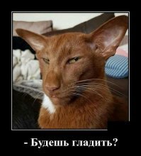 Ориентальные кошки. История породы