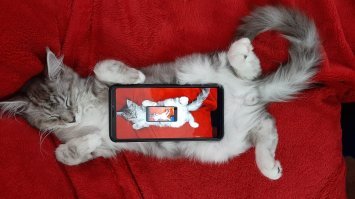 Приехал из Турции и купил кота...
Назвал ИНДЕРИМ - скидка по турецки, т.к. купил со скидкой.
Получилось Звучно и оригинально.