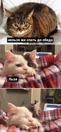 Ориентальные кошки. История породы