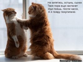 Прикольные и смешные картинки