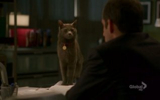 Зачем кошки спят на человеке? 5 причин