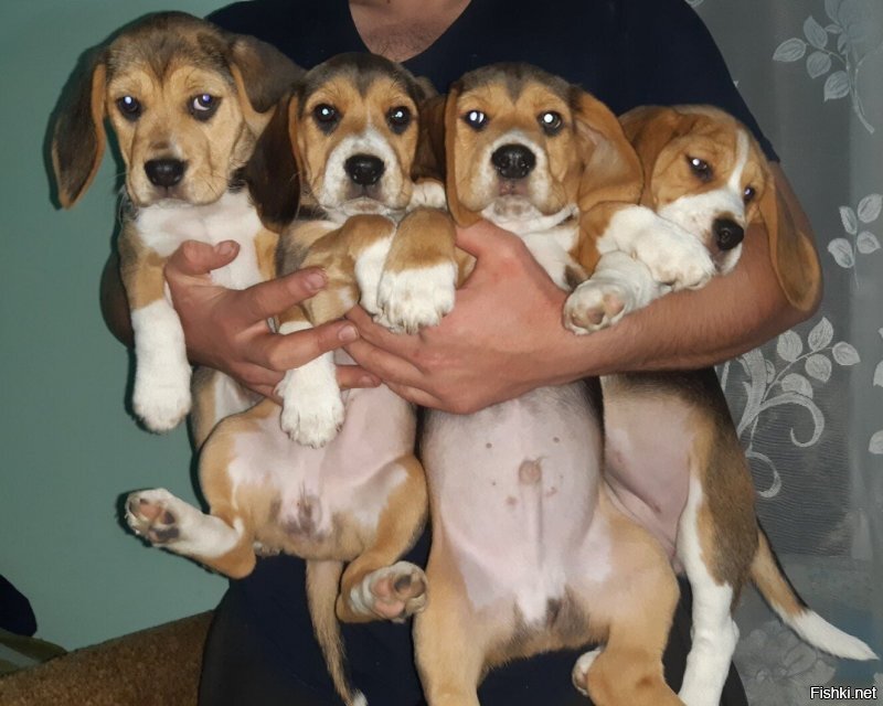 Солянка от 15.06.2020