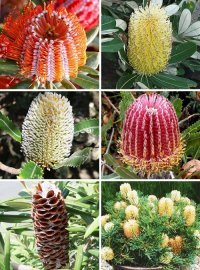 Про бэнксию погуглил