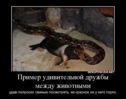 Животные весьма дружелюбны
