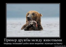 Животные весьма дружелюбны