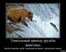Животные весьма дружелюбны