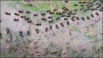 Ну они как бы больше родственники муравьям, пчёлам, осам, но уж никак не тараканам.
К сожалению, до сих пор не до конца понятно как работает коллективный разум у таких насекомых. Да, феромоны, это понятно, но есть ещё куча решений которые принимает особь в интересах колонии, включая самопожертвование, а это уже сложно объяснить феромонами и ещё сложнее их ганглием. Впору поверить в существование коллективного разума, когда весь улей думает как одно существо, а каждый отдельный термит - это просто одна ячейка большого организма. Оно как бы так и получается, но пока не определён тот вид связи (телепатия?) между особями одной колонии, который заставляет их начинать действовать так или иначе при изменении внешних условий. Самостоятельно они так сложно поступать не могут, а общего командного центра и линий связи - пока не обнаружено.
Насчёт термитов не скажу, а вот некоторые муравьи - умеют брать других в рабство (а рабы могут поднимать потом бунт), заниматься не только сельским хозяйством выращивая грибы, но ещё пасти тлю ради добычи молока, могут свергать королеву, объявлять войны, устраивать набеги, заключать перемирия вдоль условных границ - выставляя пограничные войска. У них даже есть социальный лифт - хороший муравей добытчик - становится разведчиком, а проявивший себя в  драке может стать солдатом. Ну и самое главное - самопожертвование в интересах улья.. В то время когда почти все другие виды живых особей делают всё что угодно чтобы выжить - эти ребята с фанатичностью СС-овца готовы просто лечь телом в смолу, чтоб только его товарищ прошёл по нему сверху и тоже лег своим телом в смолу - создавай дорогу из трупов. Или как они плавают вместе, сцепившись в специальную корзиночку.
Удивительная форма жизни. Возможно, изучая другие миры, мы однажды встретим высокоразвитую форму жизни, подобную муравьям. Кто знает?