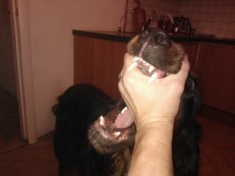 Живём и в городе и за городом, гуляем в городе только на поводке, во всех карманах полиэтиленовые пакетики.

Надеть намордник на этого пса - это его унизить.
Он же считает себя членом семьи - это вроде, как ему доверять перестали?

Эта порода - Белый Бим Чёрное ухо, только правильного окраса. Из наиболее добрых и верных. В истории кинологии не зарегистрировано случаев нападения сеттеров на человека.

А то, что здоровенный вырос - спасибо родителям. 
Вот мы с ним играем.