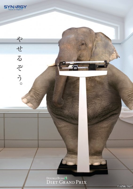 Как взвешивают и измеряют животных в зоопарках