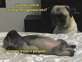 ФСБ в Волгограде задержала школьника, который готовил подрыв школы