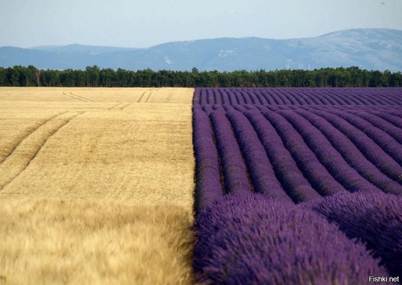 И по поиску так кажется... 
Lavenders and wheat at Valensole - Valensole (Alpes de Haute Provence - Provence-Alpes-Côte d'Azur - France) 10/07/2010