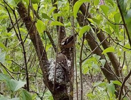 Удобно устроились! Гнёзда в необычных местах