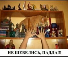 Найди кота: в Твиттере ищут спрятавшееся на стеллаже животное и не могут найти