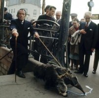 А, как же Пикассо с муравьедом