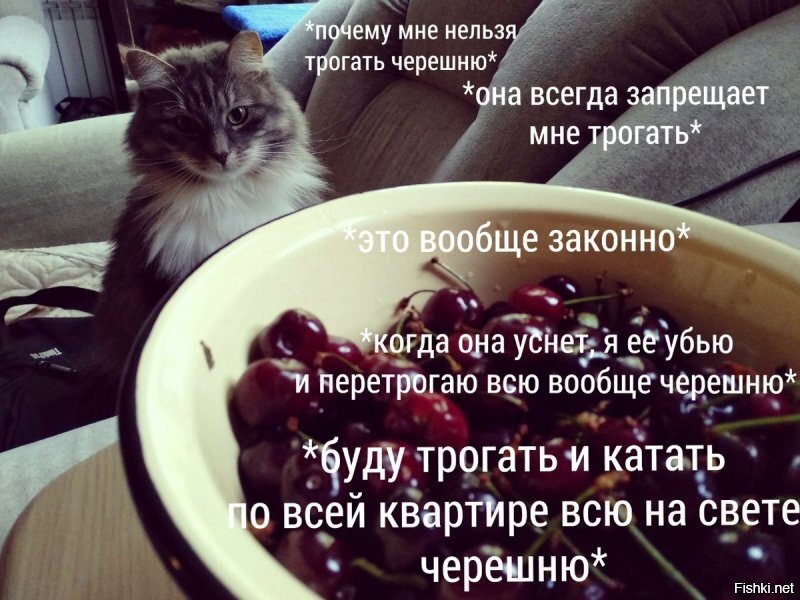 знаете ли Вы как вкусна соседская черешенка
