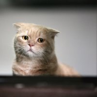 Кот очень тоскует по своему другу