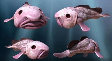 Не намного веселее она выглядит и в естественной среде обитания...