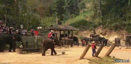 Солянка от 18.06.2020