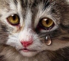 Кот очень тоскует по своему другу