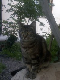 Моя Тефтелька, сейчас ей семь лет, был у нее друг, рыжий кот подросток Ежик, не забуду ее первые роды, ей чуть больше года было, лежала в коробке, мучилась в сватках, Ежик помогал, массировал ей живот, нализывал, роды прошли быстро и удачно. Но Ежика отравили "добрые" соседи. Моя Тефтя до сих пор не может принять дружбу другого кота.