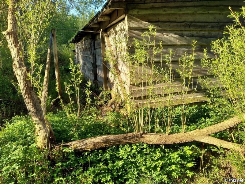 Зеленогорск. А на яндексе дерево ещё стоит.