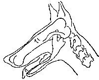 Никакой загадки нет. Доберман не может сойти с ума. Там же сплошная кость!