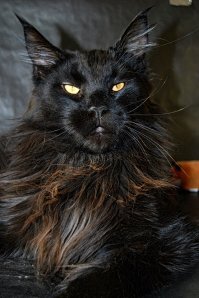 Фотогеничность не пропьёшь