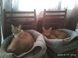 даладна! Коробки им так, поиграть, а серьезные отношения у них все же с лежанками!