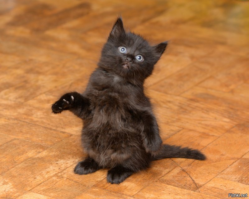 А котики?