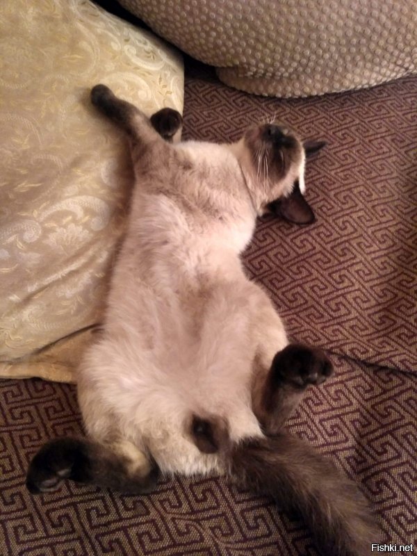 Неправильные у вас коты.