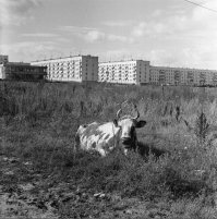 Тоже Юго- Запад - Беляево