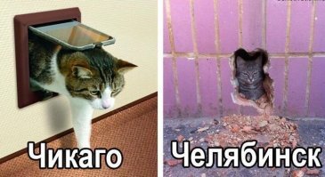 Это ты еще Челябинскую кошку не видел...
