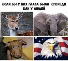 у собаки и орла (как и у всех хищников) и без фотошопа глаза спереди. у травоядных по бокам.
кстати ястреб реально ржачно смотрится в анфас)