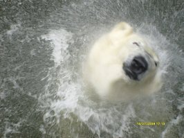 вы все в одной деревне, что ли живете?
Одно и тоже на всех ваших площадках.
Раз вам платят деньги, жопу двигайте и сами ходите - уток там, собак, небо, Копенгаген, в конце концов фоткайте! Сами пальцем на кнопку жмите, дармоеды!
Вот вам для примера, сироты из Ильфа и Петрова :)
__ медвед плавает__ Слон хочет выйти из вольера погулять