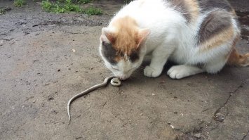 Амурская кошка: В тайге даже котики валят косуль