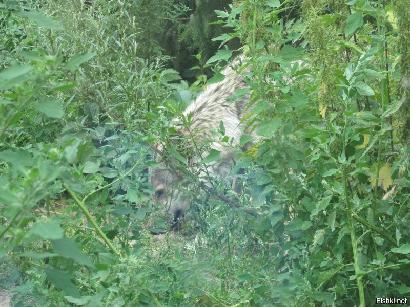 Медведя встречал только раз... фото нет, а вот волки у нас не редкость...