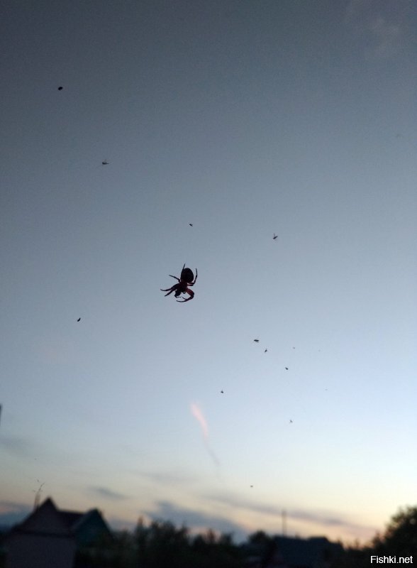 Дружно слетелись к спящему комары