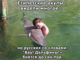 Челюсти: самые странные акулы в мире