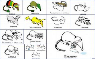 Выхухоль: Сердце пловца, душа праотца!