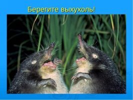 Жалко, что мало осталось ! Такой славный зверек !